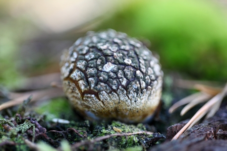 Fruit body of the basidiomycete fungus Scleroderma verrucosumの写真素材