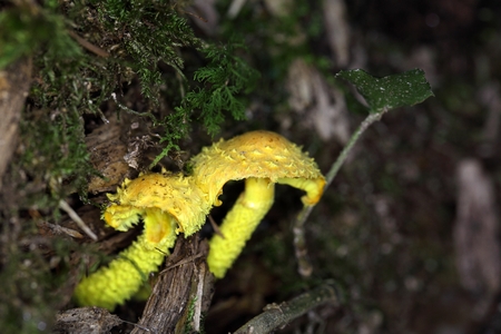 Young yellow pholiota fungi (Pholiota flammans) on old wood.