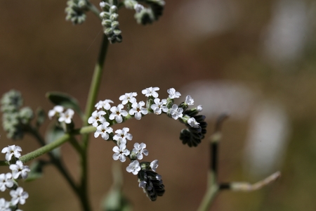 Macro photo of Heliotropium cinerascens flowers; a plant from Ethiopia.の写真素材
