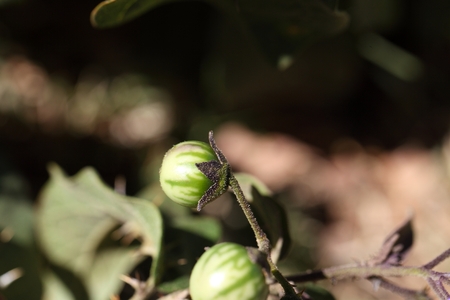 Green fruit of a thorn apple (Solanum incanum)の写真素材