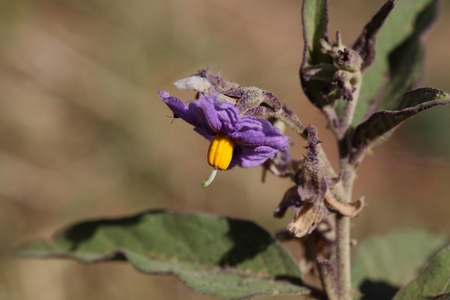 Flowers of a thorn apple (Solanum incanum)の写真素材
