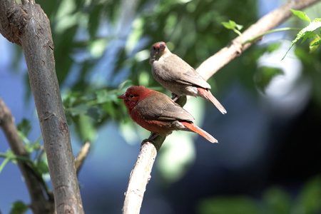 A pair of red billed firefinches (Lagonosticta senegala) on a branch.の写真素材