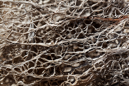 Macro of old wood from an opuntia cactus plant.の写真素材