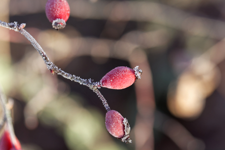 Macro of a rose hip with hoar frost.の写真素材