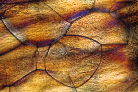 Nodules of Polystyrene under  the microscope and in polarized light.の写真素材