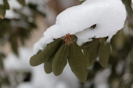 Rhododendron buds and leaves in winter, under snow and iceの写真素材