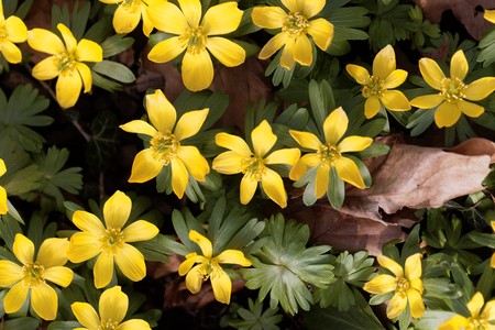Yellow flowers of winter aconite (Eranthis hyemalis).