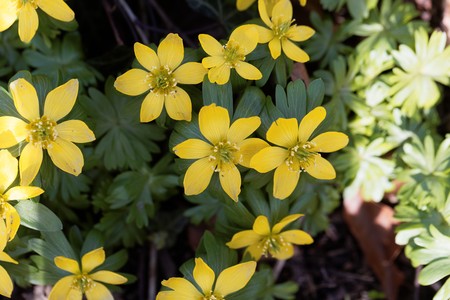Yellow flowers of winter aconite (Eranthis hyemalis).