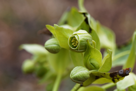 Blossoms of a stinking hellebore (Helleborus foetidus)の写真素材