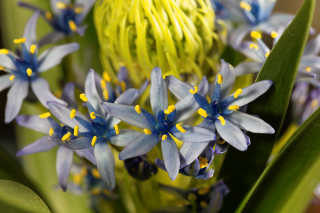 Macro photo of flowers of a Portuguese squill (Scilla peruvianensis)