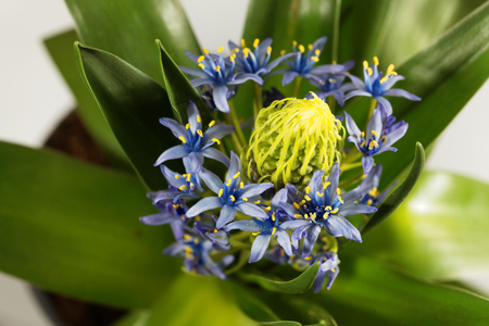 Macro photo of flowers of a Portuguese squill (Scilla peruvianensis)の写真素材