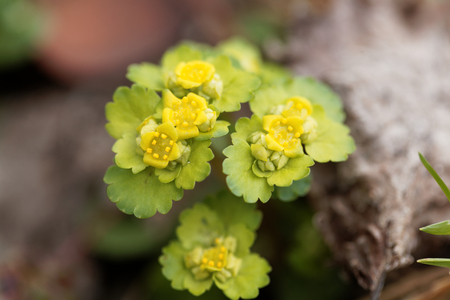 Macro photo of an alternate-leaved golden-saxifrage (Chrysosplenium alternifolium)