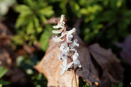 Flowers of a hollowroot (Corydalis cava) in a forest.の写真素材