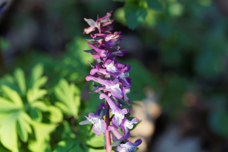 Flowers of a hollowroot (Corydalis cava) in a forest.