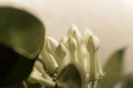 Flower of a Madagascar jasmine (Stephanotis floribunda)の写真素材