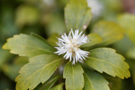 Flowers of Japanese pachysandra (Pachysandra terminalis) bush.の写真素材