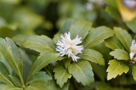 Flowers of Japanese pachysandra (Pachysandra terminalis) bush.の写真素材