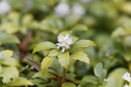 Flowers of Japanese pachysandra (Pachysandra terminalis) bush.の写真素材