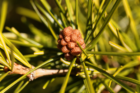Macro photo of Japanese umbrella pine needles (Sciadopitys verticillata)の写真素材