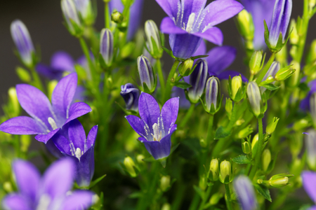 Flowers of a dalmatian bellflower (Campanula portenschlagiana)の写真素材