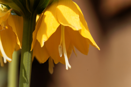 Flowers of a yellow crown imperial (Fritillaria imperialis)の写真素材