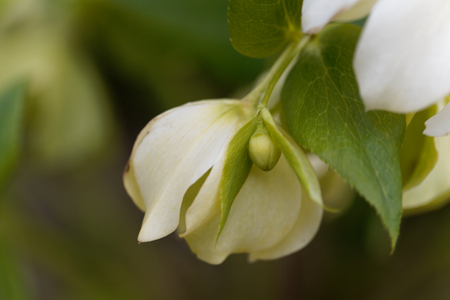 Flower of a lenten rose (Helleborus orientalis)の写真素材