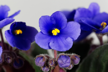 Macro photo of a flower of an African violet (Saintpaulia ionantha)