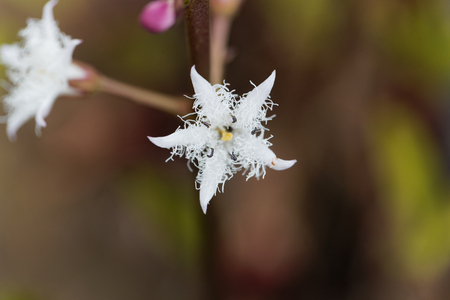 Macro photo of bogbean (Menyanthes trifoliata), a medical plant in Europe.の写真素材