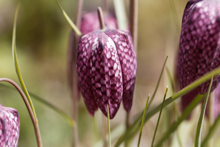 Flower of a chess flower (Fritillaria meleagris)の写真素材