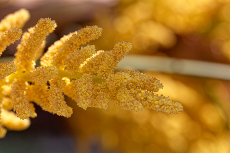 Flowers of a Chinese windmill palm (Trachycarpus fortune).の写真素材
