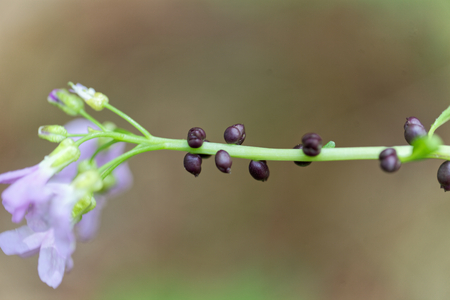 A flower and fruits of bulbiferous coralwort (Cardamine bulb?fera)の写真素材
