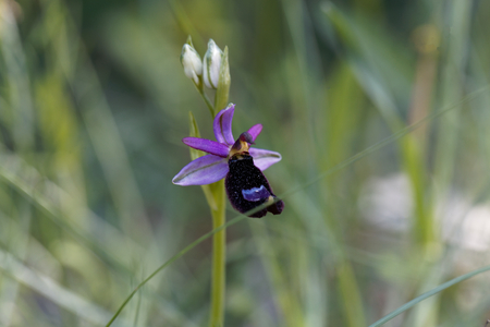 A flower of Bertolonis Bee Orchid (Ophrys bertolonii), a wild orchid in the Mediterranean region.の写真素材