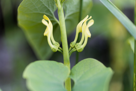 Macro photo of European Birthwort flowers (Aristolochia clematitis)