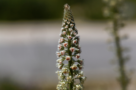 Flower of a white mignonette (Reseda alba)