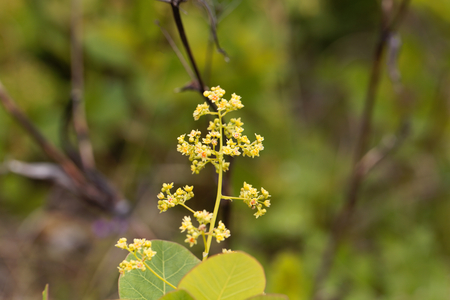 Flowers of an European smoketree (Cotinus coggygria)