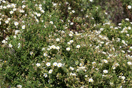 Flower of a Montpellier cistus (Cistus monspeliensis)の写真素材