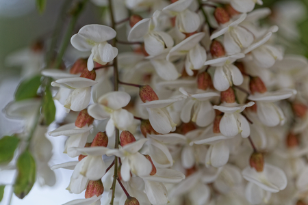 Flowers of a black locust (Robinia pseudoacacia)の写真素材