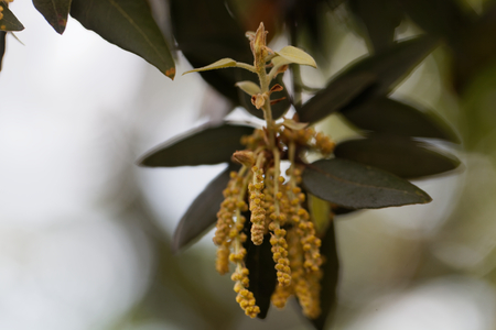 Flowers of an evergreen oak (Quercus ilex)の写真素材