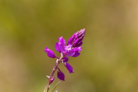 Flowers of the Milkwort Polygala major, a milkwort from the Mediterranean region.の写真素材