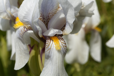 Flower of a Croatian iris (Iris x croatica)