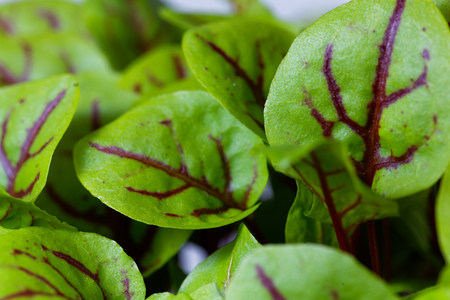 Leaves of a wood dock (Rumex sanguineus), a garden herb.