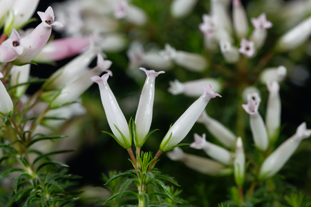 Flowers of the Wax heath (Erica ventricosa)の写真素材
