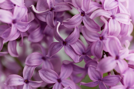 Macro photo of common lilac flowers (Syringa vulgaris)の写真素材
