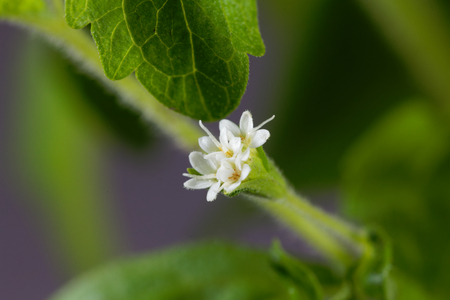 Flowers of a candyleaf plant (Stevia rebaudiana)の写真素材