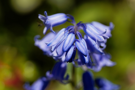 Flower of a Spanish bluebell (Hyacinthoides hispanica)の写真素材