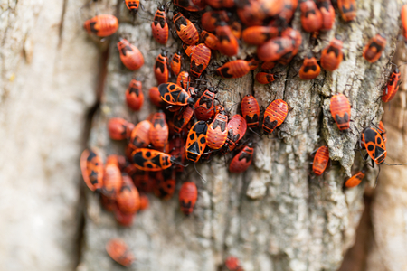 An accumulation of firebugs (Pyrrhocoris apterus) on wood.