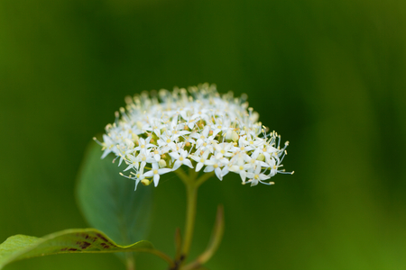 Flowers of a Siberian dogwood, Cornus alba.の写真素材