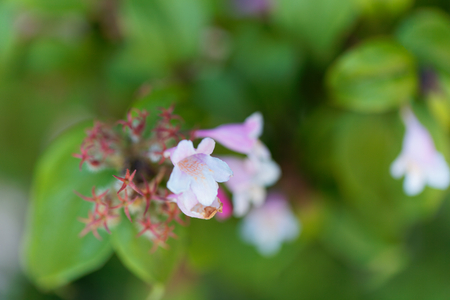 Flowers of a beauty bush, Kolkwitzia amabilis.の写真素材