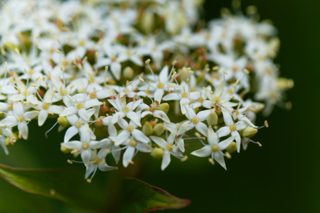 Flowers of a Siberian dogwood, Cornus alba.の写真素材