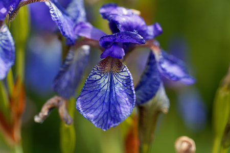 Flower of a Siberian iris (Iris sibirica)の写真素材
